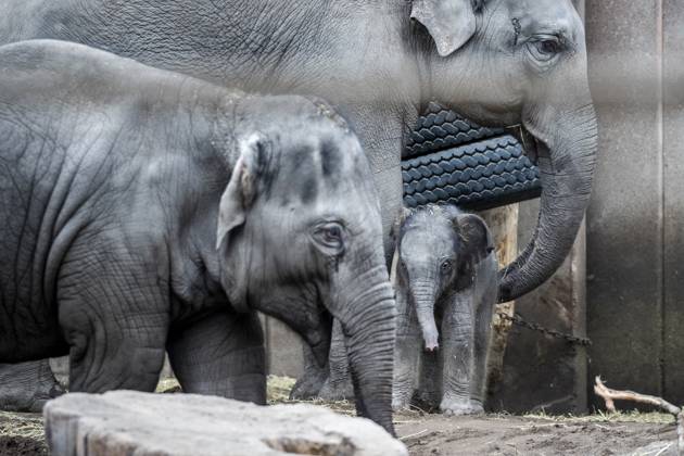 Bilder des Jahres 2024, Entertainment 02 Februar Entertainment Themen der Woche KW08 Entertainment Bilder des Tages A new female baby elephant in Copenhagen ZOO, Denmark, Tuesday February 20, 2024. On the night of Tuesday, a baby elephant was born in Copenhagen Zoo. The mother is 16-year-old Maha Kumari and the fathers name is Fahim. The birth of the little cub went naturally with the whole pack involved as helpers. An elephant is pregnant for 22 months, which is the longest in the animal kingdom. A newborn elephant weighs 70-90 kg at birth , Copenhagen Denmark Copyright: RitzauxScanpix IdaxMariexOdgaardx spdk20240220-143640-L