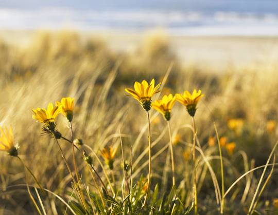 Yellow Gazania on Coast New Zealand  Copyright: xSouthernxStockxImagesx 6016-18111075