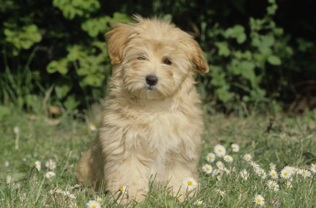 Havanese puppy in grass  Copyright: xx 6090-19719710