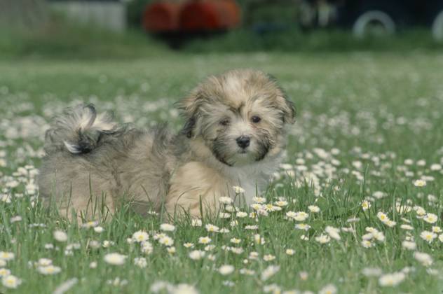 Havanese puppy in grass  Copyright: xx 6090-19719712