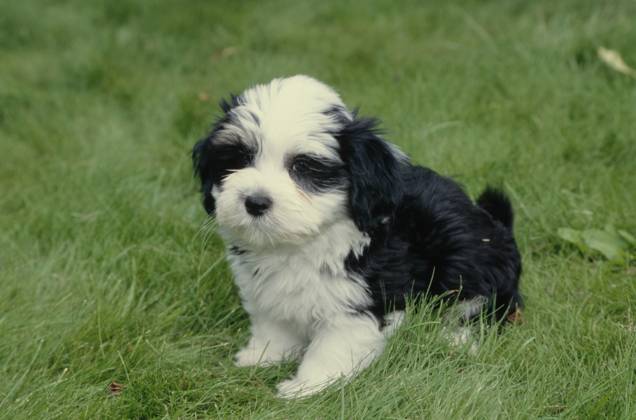 Havanese puppy in grass  Copyright: xx 6090-19719716