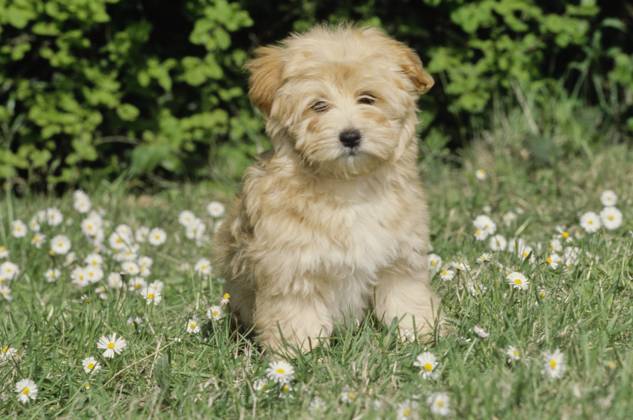Havanese puppy in grass  Copyright: xx 6090-19719708