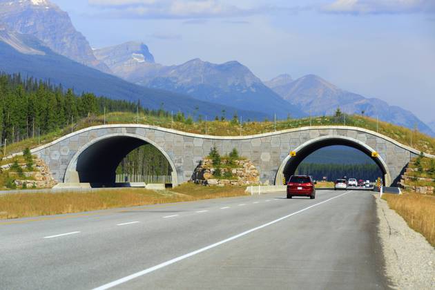 Wildlife bridge crossing over the Trans-Canada Highway, Banff National Park, Alberta, Canada Copyright: x xAllxCanadaxPhotosx 1990-11061520