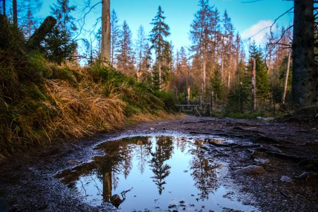 03.01.2023 Abgestorbene Fichten stehen an Deutschlands ältester Talsperre, dem Oderteich im Nationalpark Harz. Die historische Talsperre ist von einem Rundwanderweg umgeben, der durch eine Moorlandschaft führt. Von diesem Weg aus kann man alle Fascetten des Wandels der Waldlandschaft erkennen. St. Andreasberg Niedersachsen Deutschland