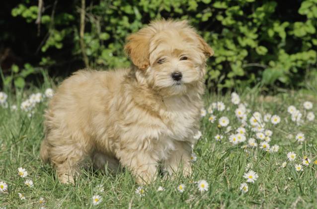Havanese puppy in grass  Copyright: xx 6090-19719707