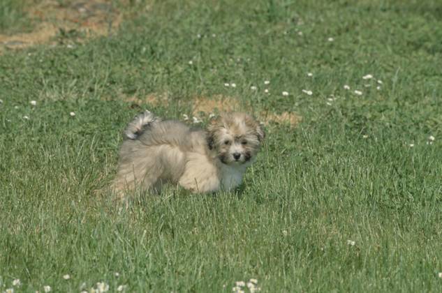 Havanese puppy in grass  Copyright: xx 6090-19719713