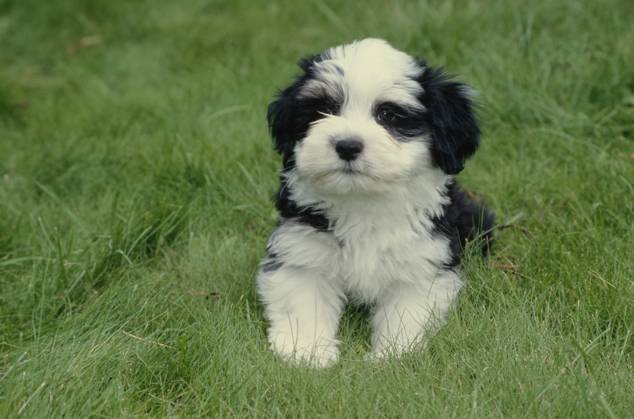 Havanese puppy in grass  Copyright: xx 6090-19719717