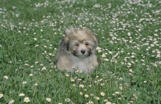 Havanese puppy in grass  Copyright: xx 6090-19719714