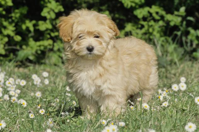 Havanese puppy in grass  Copyright: xx 6090-19719706