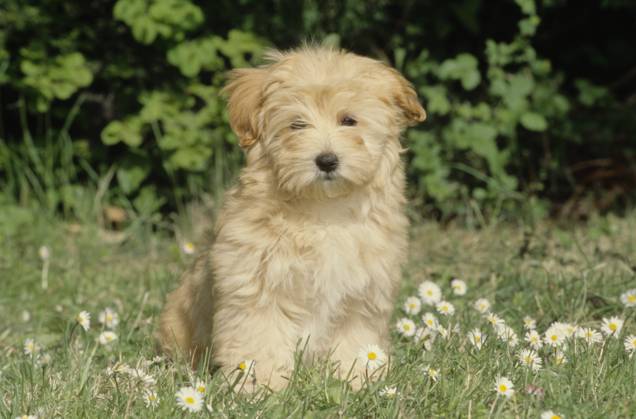 Havanese puppy in grass  Copyright: xx 6090-19719709