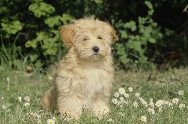 Havanese puppy in grass  Copyright: xx 6090-19719711