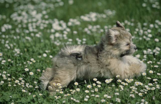 Havanese puppy in grass  Copyright: xx 6090-19719715