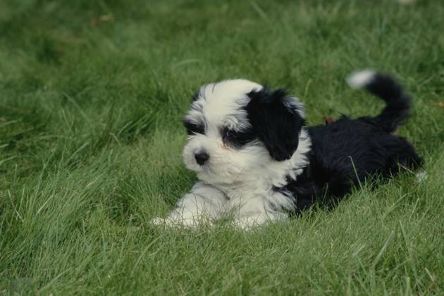 Havanese puppy in grass Copyright: xx 6090-19719718