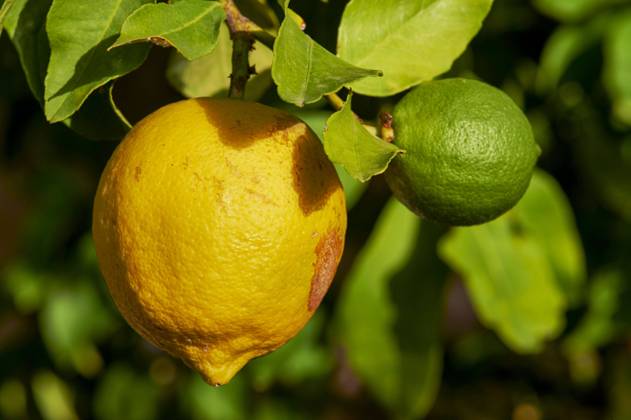 RECORD DATE NOT STATED Lemons Organic lemons from south-eastern France. Untreated lemons have defects on the peel. They are harvested in summer and winter, according to a two-phase flowering and fruiting schedule. PACA; Var 83 Var Europe; Western Europe; France  Copyright: xGouhouryxB Alpaca Andia.frx 424022