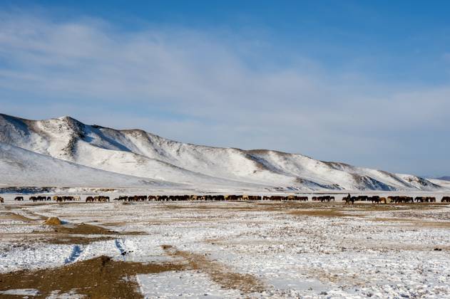 Herders relocating a herd of horses to a winter pasture near Ulaanbaatar, Mongolia. Herders relocating a herd of horses to a winter pasture near Ulaanbaatar, Mongolia., Credit:Wolfgang Kaehler Avalon 0534925485