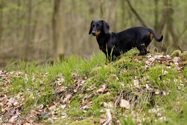 Ein Dackel (Deutsch-Kurzhaar) spielt im Wald. Agrarminister Cem Özdemir (Grüne) will mit der Reform des Tierschutzgesetzes Qualzucht verhindern, was bei Hundefreunden die Befürchtung nach einer Art Gesetz ( Dackel-Verbot ) ausgelöst hat, das ganze Rassen verbieten könnte. (Themenbild, Symbolbild) Frechen, 30.03.2024 NRW Deutschland Copyright: xChristophxHardtx