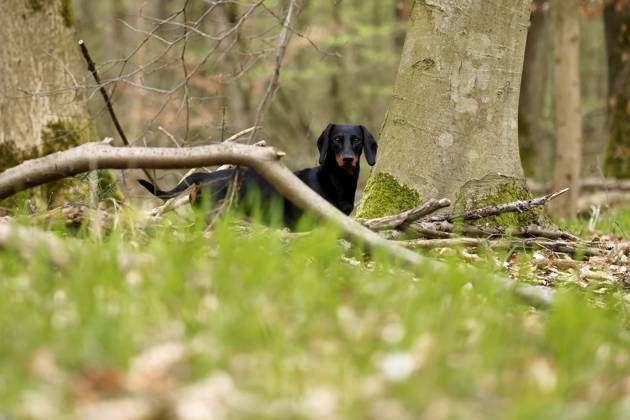 Ein Dackel (Deutsch-Kurzhaar) spielt im Wald. Agrarminister Cem Özdemir (Grüne) will mit der Reform des Tierschutzgesetzes Qualzucht verhindern, was bei Hundefreunden die Befürchtung nach einer Art Gesetz ( Dackel-Verbot ) ausgelöst hat, das ganze Rassen verbieten könnte. (Themenbild, Symbolbild) Frechen, 30.03.2024 NRW Deutschland Copyright: xChristophxHardtx