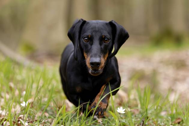 Ein Dackel (Deutsch-Kurzhaar) spielt im Wald. Agrarminister Cem Özdemir (Grüne) will mit der Reform des Tierschutzgesetzes Qualzucht verhindern, was bei Hundefreunden die Befürchtung nach einer Art Gesetz ( Dackel-Verbot ) ausgelöst hat, das ganze Rassen verbieten könnte. (Themenbild, Symbolbild) Frechen, 30.03.2024 NRW Deutschland Copyright: xChristophxHardtx