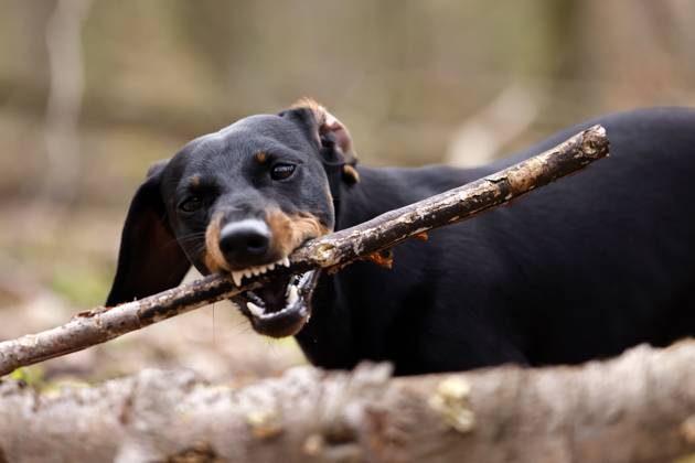 Ein Dackel (Deutsch-Kurzhaar) spielt im Wald. Agrarminister Cem Özdemir (Grüne) will mit der Reform des Tierschutzgesetzes Qualzucht verhindern, was bei Hundefreunden die Befürchtung nach einer Art Gesetz ( Dackel-Verbot ) ausgelöst hat, das ganze Rassen verbieten könnte. (Themenbild, Symbolbild) Frechen, 30.03.2024 NRW Deutschland Copyright: xChristophxHardtx