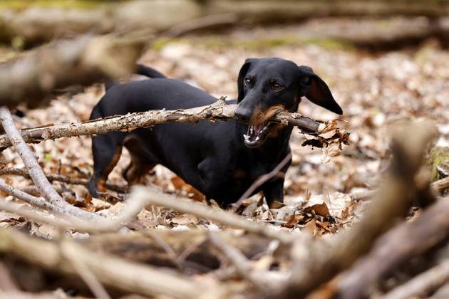 Ein Dackel (Deutsch-Kurzhaar) spielt im Wald. Agrarminister Cem Özdemir (Grüne) will mit der Reform des Tierschutzgesetzes Qualzucht verhindern, was bei Hundefreunden die Befürchtung nach einer Art Gesetz ( Dackel-Verbot ) ausgelöst hat, das ganze Rassen verbieten könnte. (Themenbild, Symbolbild) Frechen, 30.03.2024 NRW Deutschland Copyright: xChristophxHardtx