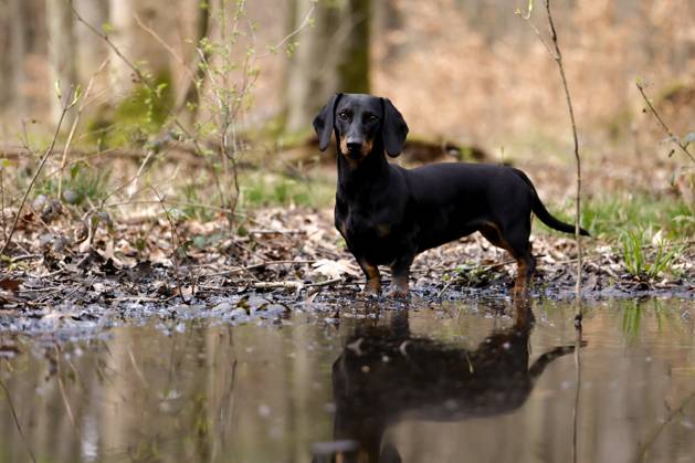 Ein Dackel (Deutsch-Kurzhaar) spielt im Wald. Agrarminister Cem Özdemir (Grüne) will mit der Reform des Tierschutzgesetzes Qualzucht verhindern, was bei Hundefreunden die Befürchtung nach einer Art Gesetz ( Dackel-Verbot ) ausgelöst hat, das ganze Rassen verbieten könnte. (Themenbild, Symbolbild) Frechen, 30.03.2024 NRW Deutschland Copyright: xChristophxHardtx