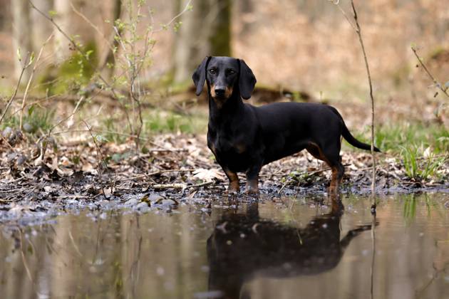 Ein Dackel (Deutsch-Kurzhaar) spielt im Wald. Agrarminister Cem Özdemir (Grüne) will mit der Reform des Tierschutzgesetzes Qualzucht verhindern, was bei Hundefreunden die Befürchtung nach einer Art Gesetz ( Dackel-Verbot ) ausgelöst hat, das ganze Rassen verbieten könnte. (Themenbild, Symbolbild) Frechen, 30.03.2024 NRW Deutschland Copyright: xChristophxHardtx