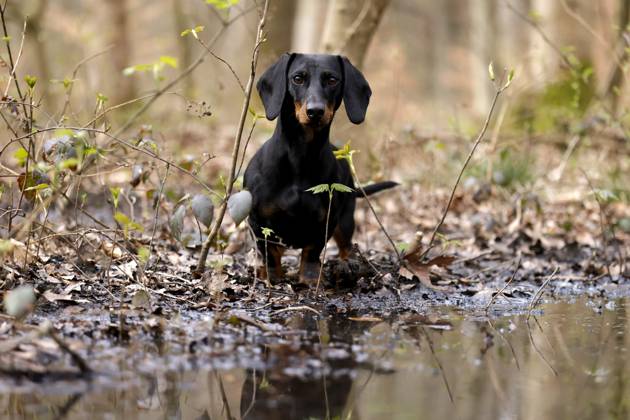 Ein Dackel (Deutsch-Kurzhaar) spielt im Wald. Agrarminister Cem Özdemir (Grüne) will mit der Reform des Tierschutzgesetzes Qualzucht verhindern, was bei Hundefreunden die Befürchtung nach einer Art Gesetz ( Dackel-Verbot ) ausgelöst hat, das ganze Rassen verbieten könnte. (Themenbild, Symbolbild) Frechen, 30.03.2024 NRW Deutschland Copyright: xChristophxHardtx