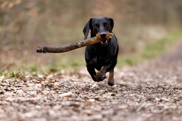 Ein Dackel (Deutsch-Kurzhaar) spielt im Wald. Agrarminister Cem Özdemir (Grüne) will mit der Reform des Tierschutzgesetzes Qualzucht verhindern, was bei Hundefreunden die Befürchtung nach einer Art Gesetz ( Dackel-Verbot ) ausgelöst hat, das ganze Rassen verbieten könnte. (Themenbild, Symbolbild) Frechen, 30.03.2024 NRW Deutschland Copyright: xChristophxHardtx