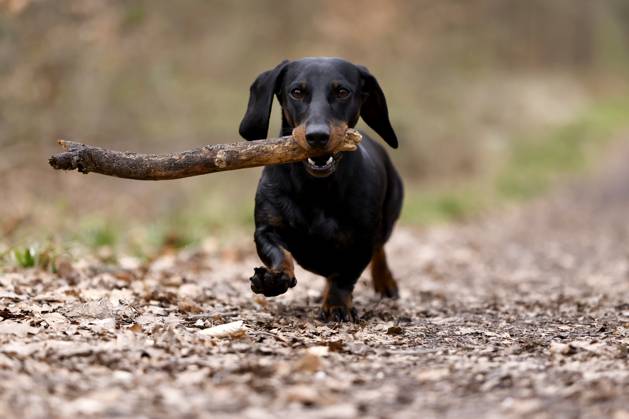 Ein Dackel (Deutsch-Kurzhaar) spielt im Wald. Agrarminister Cem Özdemir (Grüne) will mit der Reform des Tierschutzgesetzes Qualzucht verhindern, was bei Hundefreunden die Befürchtung nach einer Art Gesetz ( Dackel-Verbot ) ausgelöst hat, das ganze Rassen verbieten könnte. (Themenbild, Symbolbild) Frechen, 30.03.2024 NRW Deutschland Copyright: xChristophxHardtx