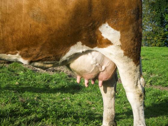 milchkuh,euter,kuh,kühe,milchkühe ** dairy cattle,udder,dairy cattles,udders lj3-kax