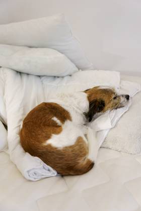schlafen,hund,schlaf,schlafend,hunde ** sleeping,dog,sleep,to be asleep,to sleep,dogs 615-fqe