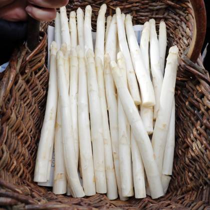 IMAGO Creative: Food, Spargel bei der Eroeffnung der Beelitzer Spargelsaison 2024 auf dem Winkelmann Spargel- und Erlebnishof in Klaistow.