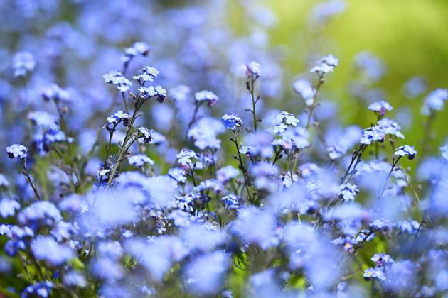 Vergissmeinnicht, Myosotis