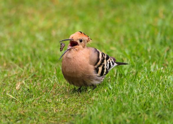 Bilder des Jahres 2024, Entertainment 04 April Entertainment Themen der Woche KW17 News Bilder des Tages SUPER RARE VISIT TO UK BACK GARDEN... An exotic bird pays a visit to a British garden. The Hoopoe bird, which is native to Africa and parts of Europe, can sometimes overshoot and land in Southern England while migrating. However, just 100 or so actually make it this far, meaning spotting one in the garden is extremely rare. But that is exactly what happened to Linda Moederzoon when she looked out of the window at her home in Bridgham, Norfolk. SEE COPY FOR DETAILS. Please byline: Linda Moederzoon Solent News Linda Moederzoon Solent News & Photo Agency UK +44 (0) 2380 458800 Cordon Press  LindaxMoederzoon SolentxNewsx&xPhotoxAgency Solent News & Photo Agency