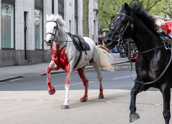 Bilder des Jahres 2024, News 04 April News Themen der Woche KW17 . 24 04 2024. London, United Kingdom. Five escaped Household Cavalry horses run loose through Central London after throwing their riders.  xi-Imagesx IIM-25154-0019