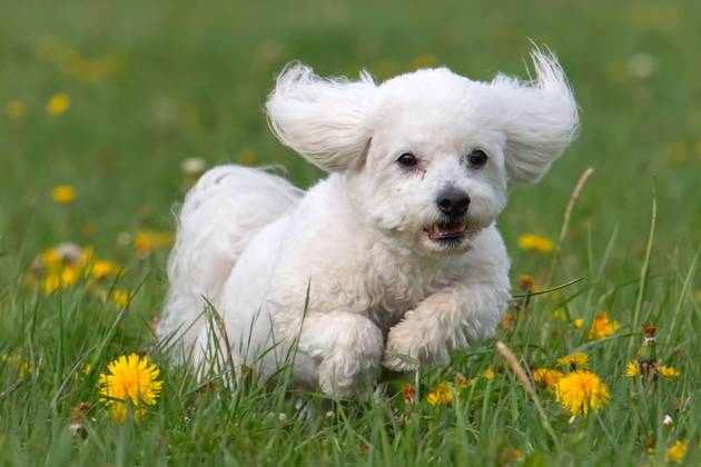 Der sieben Jahre alte Bolonka Franzuska Charly auf einer Blumenwiese mit Loewenzahn Blueten am 28.04.2024 in der Naehe von Arnstadt im Thueringer Wald. The seven-year-old Bolonka Franzuska Charly in a flower meadow with dandelion flowers on April 28, 2024 at the Thuringian Forest near Arnstadt. search: Deutschland Fruehling Naturfoto Natur Fruehlingsfeature Wetterfeature Wetterbild Wetterfoto Blueten Bluete Blume Blumen Blumenwiese Loewenzahn Loewenzahnbluete Tier Tiere Franzuska symbolisch Symbolbild Symbolfoto Urlaub Fruehling Fruehlingsfeature Thueringen Wetter Wetterfeature herumtollen Landschaft Thueringer Wald Tourismus Wetterfeatures Wetterbild Schnee Haustier Haustiere Haustierhaltung Haushund kuschelig Kuschelhund Kuschelh