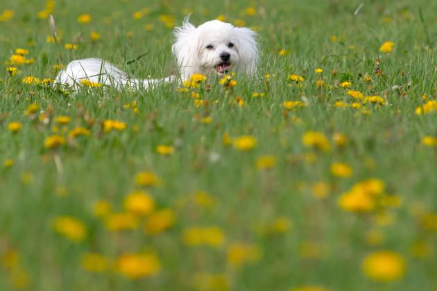 Der sieben Jahre alte Bolonka Franzuska Charly auf einer Blumenwiese mit Loewenzahn Blueten am 28.04.2024 in der Naehe von Arnstadt im Thueringer Wald. The seven-year-old Bolonka Franzuska Charly in a flower meadow with dandelion flowers on April 28, 2024 at the Thuringian Forest near Arnstadt. search: Deutschland Fruehling Naturfoto Natur Fruehlingsfeature Wetterfeature Wetterbild Wetterfoto Blueten Bluete Blume Blumen Blumenwiese Loewenzahn Loewenzahnbluete Tier Tiere Franzuska symbolisch Symbolbild Symbolfoto Urlaub Fruehling Fruehlingsfeature Thueringen Wetter Wetterfeature herumtollen Landschaft Thueringer Wald Tourismus Wetterfeatures Wetterbild Schnee Haustier Haustiere Haustierhaltung Haushund kuschelig Kuschelhund Kuschelh