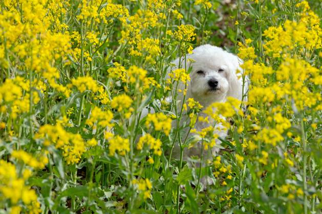 Der sieben Jahre alte Bolonka Franzuska Charly in einem Rapsfeld am 28.04.2024 in der Naehe von Arnstadt im Thueringer Wald. The seven-year-old Bolonka Franzuska Charly in a rapeseed field on April 28th, 2024 near Arnstadt in the Thuringian Forest. search: Deutschland Fruehling Naturfoto Natur Fruehlingsfeature Wetterfeature Wetterbild Wetterfoto Blueten Bluete Rapsblueten Landwirtschaft Rapsanbau Tier Tiere Franzuska symbolisch Symbolbild Symbolfoto Urlaub Fruehling Fruehlingsfeature Thueringen Wetter Wetterfeature herumtollen Landschaft Thueringer Wald Tourismus Wetterfeatures Wetterbild Schnee Haustier Haustiere Haustierhaltung Haushund kuschelig Kuschelhund Kuschelhunde klein kleine Hund Hunde Hundehaltungm Bindung Hundeleben an