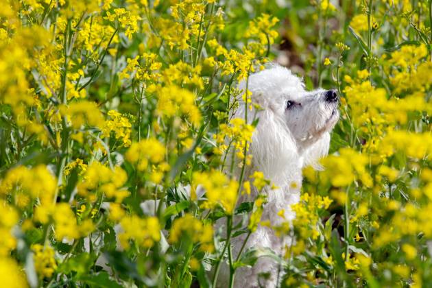 Der sieben Jahre alte Bolonka Franzuska Charly in einem Rapsfeld am 28.04.2024 in der Naehe von Arnstadt im Thueringer Wald. The seven-year-old Bolonka Franzuska Charly in a rapeseed field on April 28th, 2024 near Arnstadt in the Thuringian Forest. search: Deutschland Fruehling Naturfoto Natur Fruehlingsfeature Wetterfeature Wetterbild Wetterfoto Blueten Bluete Rapsblueten Landwirtschaft Rapsanbau Tier Tiere Franzuska symbolisch Symbolbild Symbolfoto Urlaub Fruehling Fruehlingsfeature Thueringen Wetter Wetterfeature herumtollen Landschaft Thueringer Wald Tourismus Wetterfeatures Wetterbild Schnee Haustier Haustiere Haustierhaltung Haushund kuschelig Kuschelhund Kuschelhunde klein kleine Hund Hunde Hundehaltungm Bindung Hundeleben an