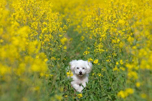 Der sieben Jahre alte Bolonka Franzuska Charly in einem Rapsfeld am 28.04.2024 in der Naehe von Arnstadt im Thueringer Wald. The seven-year-old Bolonka Franzuska Charly in a rapeseed field on April 28th, 2024 near Arnstadt in the Thuringian Forest. search: Deutschland Fruehling Naturfoto Natur Fruehlingsfeature Wetterfeature Wetterbild Wetterfoto Blueten Bluete Rapsblueten Landwirtschaft Rapsanbau Tier Tiere Franzuska symbolisch Symbolbild Symbolfoto Urlaub Fruehling Fruehlingsfeature Thueringen Wetter Wetterfeature herumtollen Landschaft Thueringer Wald Tourismus Wetterfeatures Wetterbild Schnee Haustier Haustiere Haustierhaltung Haushund kuschelig Kuschelhund Kuschelhunde klein kleine Hund Hunde Hundehaltungm Bindung Hundeleben an
