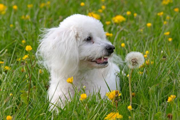 Der sieben Jahre alte Bolonka Franzuska Charly auf einer Blumenwiese mit Loewenzahn Blueten am 28.04.2024 in der Naehe von Arnstadt im Thueringer Wald. The seven-year-old Bolonka Franzuska Charly in a flower meadow with dandelion flowers on April 28, 2024 at the Thuringian Forest near Arnstadt. search: Deutschland Fruehling Naturfoto Natur Fruehlingsfeature Wetterfeature Wetterbild Wetterfoto Blueten Bluete Blume Blumen Blumenwiese Loewenzahn Loewenzahnbluete Tier Tiere Franzuska symbolisch Symbolbild Symbolfoto Urlaub Fruehling Fruehlingsfeature Thueringen Wetter Wetterfeature herumtollen Landschaft Thueringer Wald Tourismus Wetterfeatures Wetterbild Schnee Haustier Haustiere Haustierhaltung Haushund kuschelig Kuschelhund Kuschelh