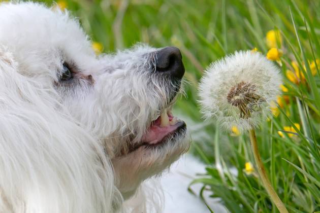 Der sieben Jahre alte Bolonka Franzuska Charly auf einer Blumenwiese mit Loewenzahn Blueten am 28.04.2024 in der Naehe von Arnstadt im Thueringer Wald. The seven-year-old Bolonka Franzuska Charly in a flower meadow with dandelion flowers on April 28, 2024 at the Thuringian Forest near Arnstadt. search: Deutschland Fruehling Naturfoto Natur Fruehlingsfeature Wetterfeature Wetterbild Wetterfoto Blueten Bluete Blume Blumen Blumenwiese Loewenzahn Loewenzahnbluete Tier Tiere Franzuska symbolisch Symbolbild Symbolfoto Urlaub Fruehling Fruehlingsfeature Thueringen Wetter Wetterfeature herumtollen Landschaft Thueringer Wald Tourismus Wetterfeatures Wetterbild Schnee Haustier Haustiere Haustierhaltung Haushund kuschelig Kuschelhund Kuschelh