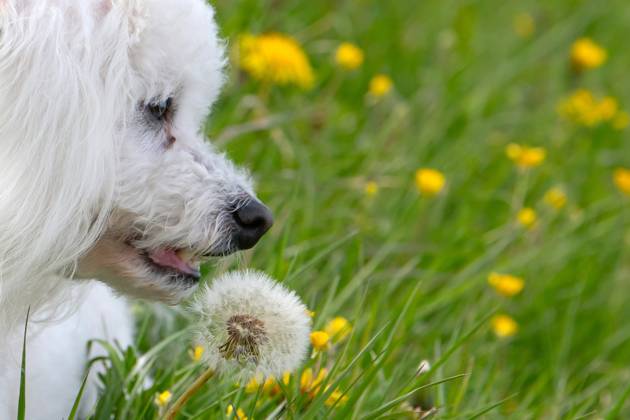 Der sieben Jahre alte Bolonka Franzuska Charly auf einer Blumenwiese mit Loewenzahn Blueten am 28.04.2024 in der Naehe von Arnstadt im Thueringer Wald. The seven-year-old Bolonka Franzuska Charly in a flower meadow with dandelion flowers on April 28, 2024 at the Thuringian Forest near Arnstadt. search: Deutschland Fruehling Naturfoto Natur Fruehlingsfeature Wetterfeature Wetterbild Wetterfoto Blueten Bluete Blume Blumen Blumenwiese Loewenzahn Loewenzahnbluete Tier Tiere Franzuska symbolisch Symbolbild Symbolfoto Urlaub Fruehling Fruehlingsfeature Thueringen Wetter Wetterfeature herumtollen Landschaft Thueringer Wald Tourismus Wetterfeatures Wetterbild Schnee Haustier Haustiere Haustierhaltung Haushund kuschelig Kuschelhund Kuschelh