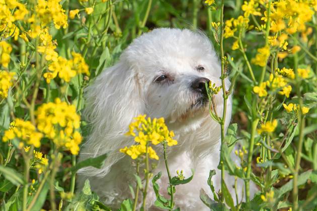 Der sieben Jahre alte Bolonka Franzuska Charly schnuppert an einer Bluete in einem Rapsfeld am 28.04.2024 in der Naehe von Arnstadt im Thueringer Wald. The seven-year-old Bolonka Franzuska Charly sniffs a flower in a rapeseed field on April 28, 2024 near Arnstadt in the Thuringian Forest. search: Deutschland Fruehling Naturfoto Natur Fruehlingsfeature Wetterfeature Wetterbild Wetterfoto Blueten Bluete Rapsblueten Landwirtschaft Rapsanbau Tier Tiere Franzuska symbolisch Symbolbild Symbolfoto Urlaub Fruehling Fruehlingsfeature Thueringen Wetter Wetterfeature herumtollen Landschaft Thueringer Wald Tourismus Wetterfeatures Wetterbild Schnee Haustier Haustiere Haustierhaltung Haushund kuschelig Kuschelhund Kuschelhunde klein kleine Hund