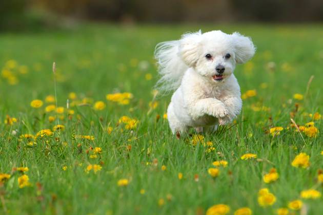 Der sieben Jahre alte Bolonka Franzuska Charly auf einer Blumenwiese mit Loewenzahn Blueten am 28.04.2024 in der Naehe von Arnstadt im Thueringer Wald. The seven-year-old Bolonka Franzuska Charly in a flower meadow with dandelion flowers on April 28, 2024 at the Thuringian Forest near Arnstadt. search: Deutschland Fruehling Naturfoto Natur Fruehlingsfeature Wetterfeature Wetterbild Wetterfoto Blueten Bluete Blume Blumen Blumenwiese Loewenzahn Loewenzahnbluete Tier Tiere Franzuska symbolisch Symbolbild Symbolfoto Urlaub Fruehling Fruehlingsfeature Thueringen Wetter Wetterfeature herumtollen Landschaft Thueringer Wald Tourismus Wetterfeatures Wetterbild Schnee Haustier Haustiere Haustierhaltung Haushund kuschelig Kuschelhund Kuschelh