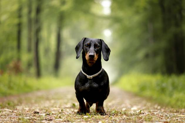 Ein Dackel (Deutsch-Kurzhaar) spielt im Wald. Agrarminister Cem Özdemir (Grüne) will mit der Reform des Tierschutzgesetzes Qualzucht verhindern, was bei Hundefreunden die Befürchtung nach einer Art Gesetz ( Dackel-Verbot ) ausgelöst hat, das ganze Rassen verbieten könnte. (Themenbild, Symbolbild) Frechen, 08.05.2024 NRW Deutschland Copyright: xChristophxHardtx