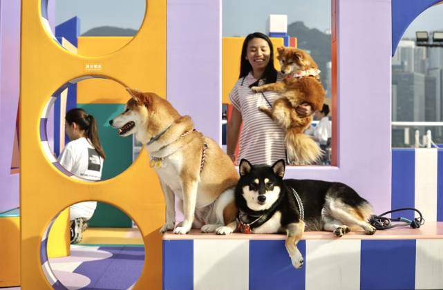 Entertainment Bilder des Tages May 16, 2024, Hong Kong, CHINA: In Hong Kong, a female dog lover who owns several pet dogs including Japanese Shibaken taking her dogs to the small amusement fascility in town for taking pictures for her dogs. Pet-lovers are increasing exponentially in Hong Kong and Greater China Region in recent years bringing booming pet business in China Mainland and in Hong Kong.May-16,2024 Hong Kong.ZUMA Hong Kong CHINA - ZUMAl137 20240516_fap_l137_008 Copyright: xLiauxChung-renx