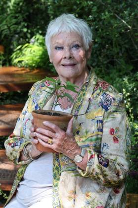 Bilder des Jahres 2024, Entertainment 05 Mai Entertainment Themen der Woche KW21 Entertainment Bilder des Tages . 20 05 2024. London, United Kingdom. Dame Judi Dench with a Sycamore Gap sapling on the first day of the Chelsea Flower Show in London.  xStephenxLockx xi-Imagesx IIM-25230-0060
