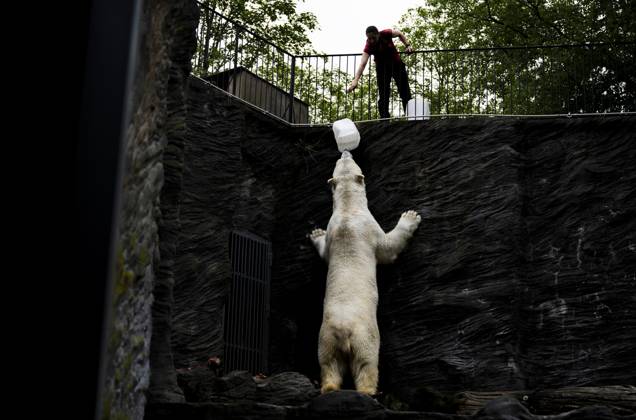 Bilder des Jahres 2024, News 05 Mai News Themen der Woche KW21 News Bilder des Tages Welcoming the polar bears that moved from Warsaw Zoo, in Prague Zoo, Czech Republic, May 22, 2024. (CTKxPhoto RomanxVondrous) CTKPhotoP2024052205298  CTKPhotoP2024052205298
