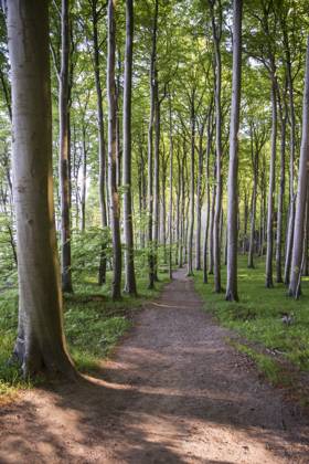 Germany, Mecklenburg-Western Pomerania, Ruegen, Jasmund National Park, Beech forest, MAMF00247
